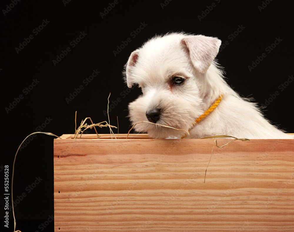 Miniature schnauzer puppy