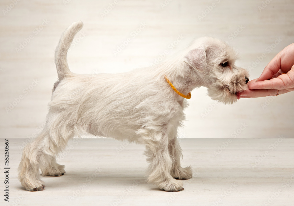 迷你雪纳瑞幼犬