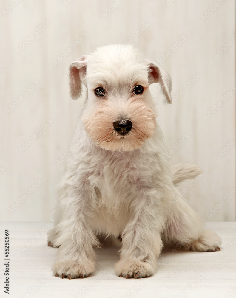 Miniature schnauzer puppy