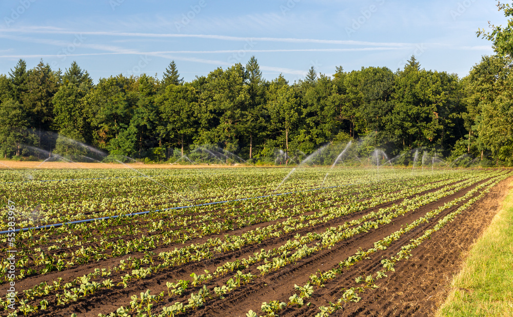 Strawberry field with irrigation in Germany