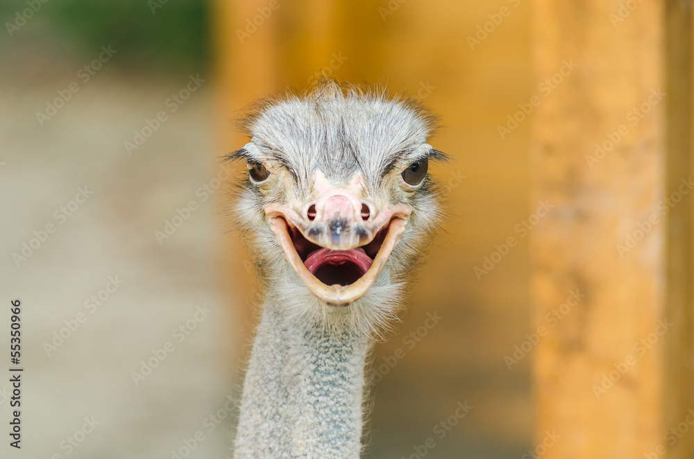 Ostrich Portrait