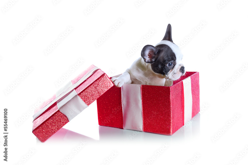 Adorable French bulldog puppy in present box isolated over white