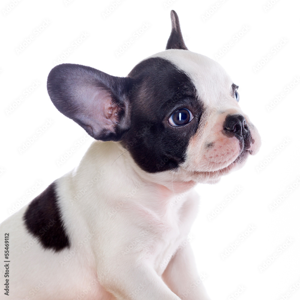 French bulldog puppy portrait over white background