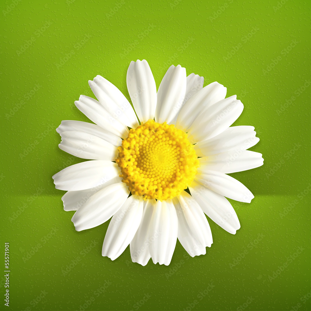 Chamomile, vector