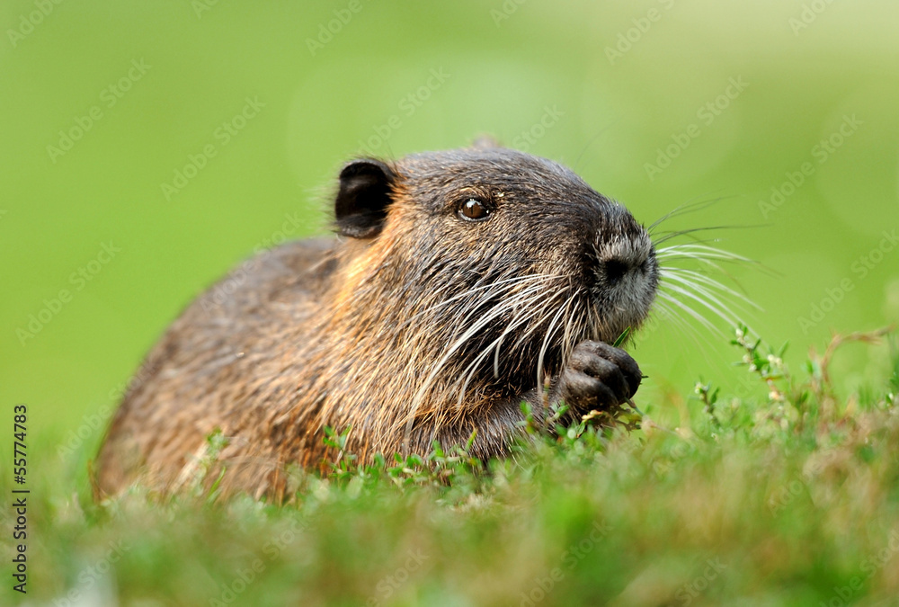 The muskrat (Ondatra zibethicus)