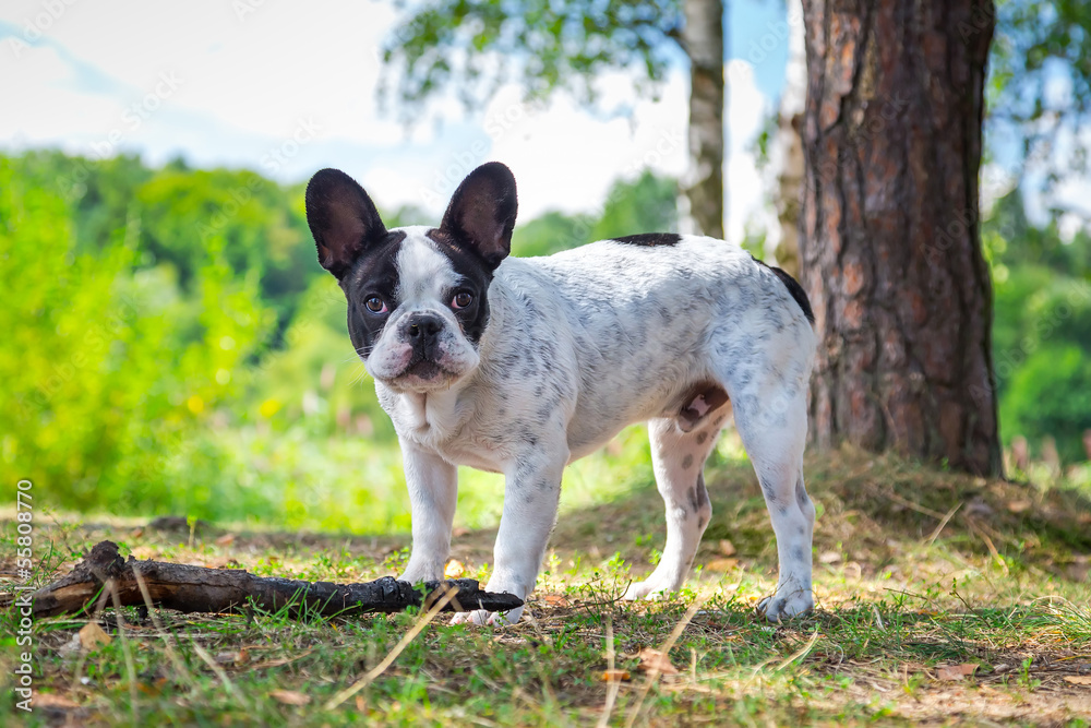 French bulldog on the walk in forest