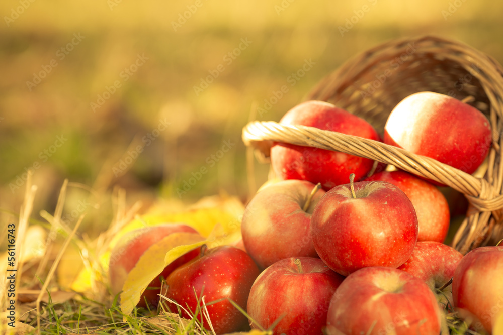 Basket full of red juicy apples