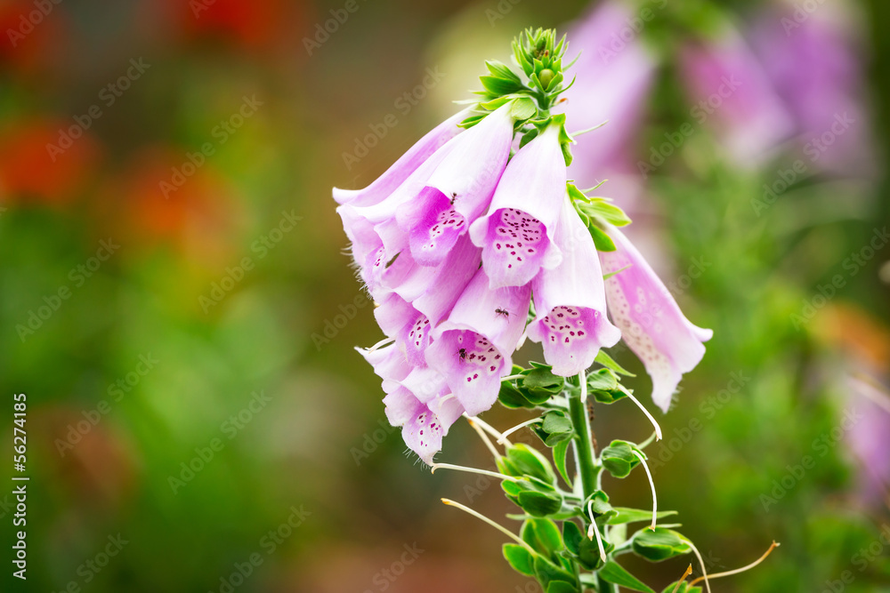 花园里盛开的粉红色花朵