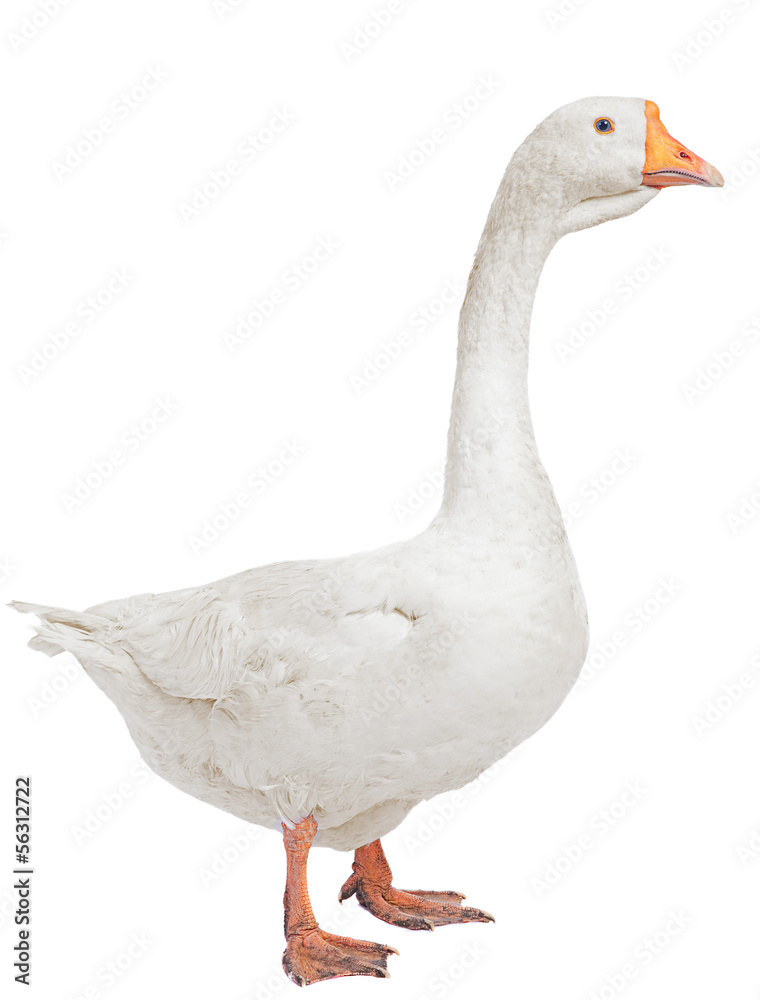 White goose