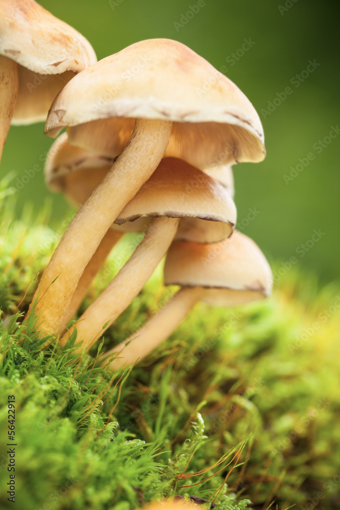 Forest mushrooms