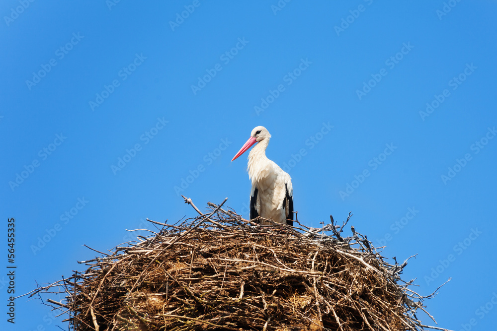 Stork bird in the nest