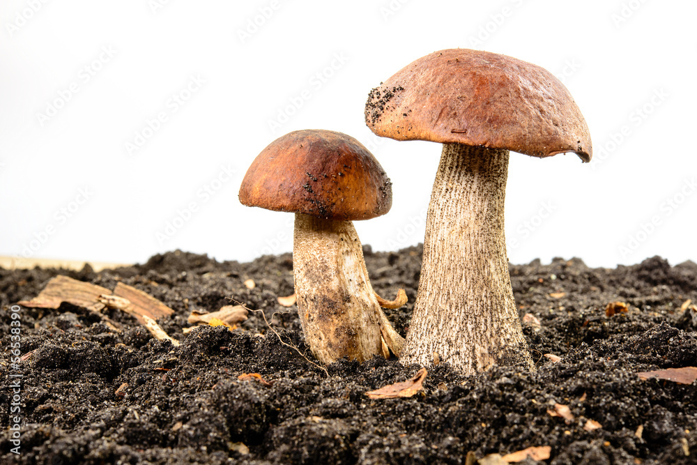 Brown cap boletus. Forest mushroom.