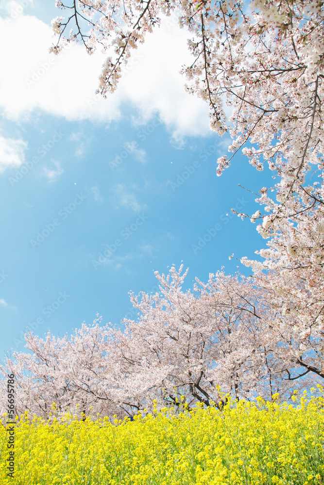 日本の春の風景