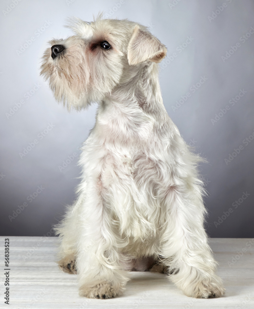 白色迷你雪纳瑞幼犬