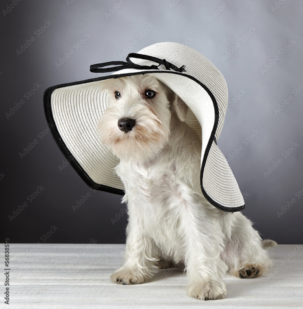 white miniature schnauzer puppy