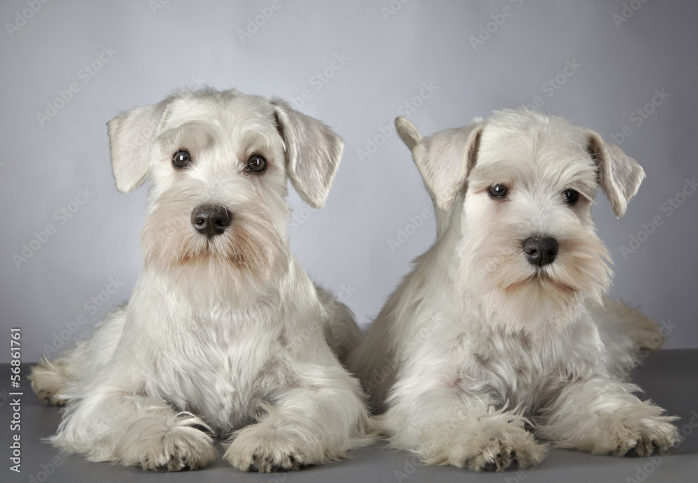 白色迷你雪纳瑞幼犬