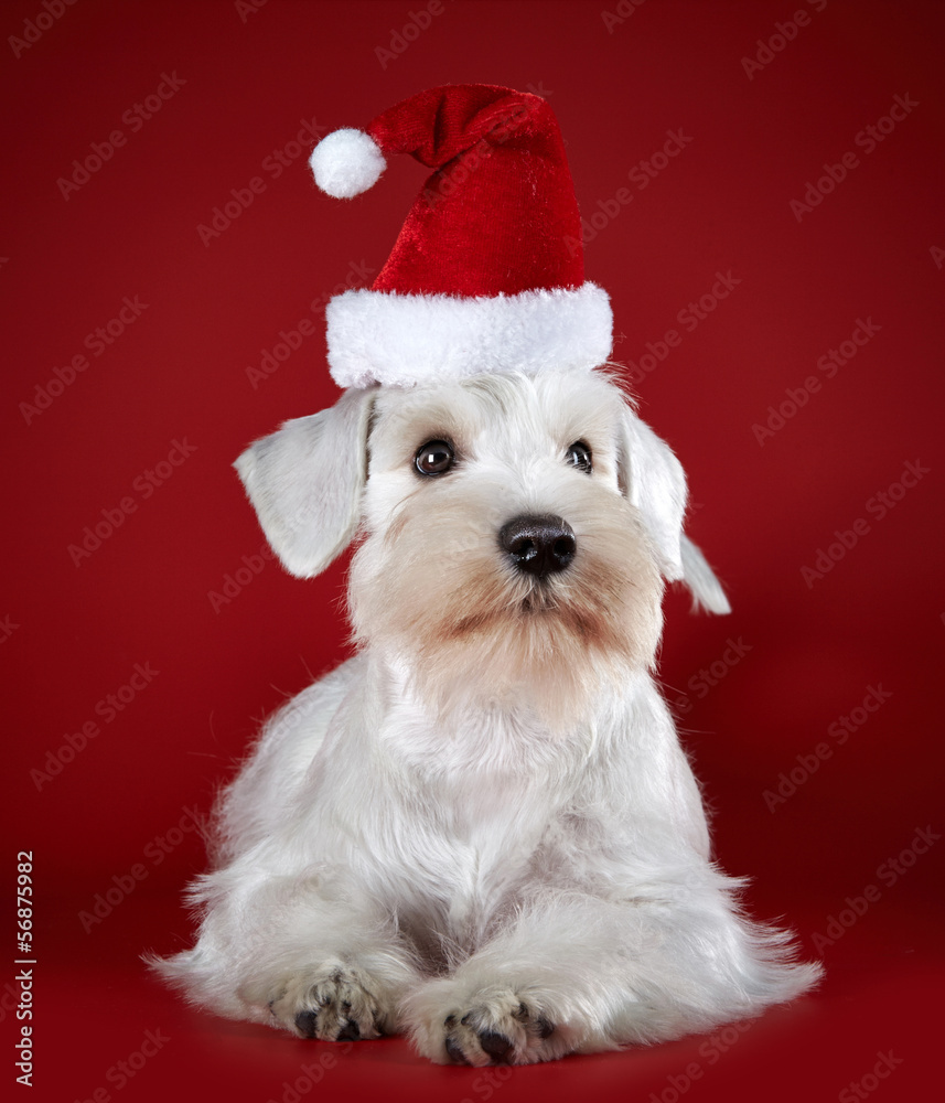 白色迷你雪纳瑞幼犬