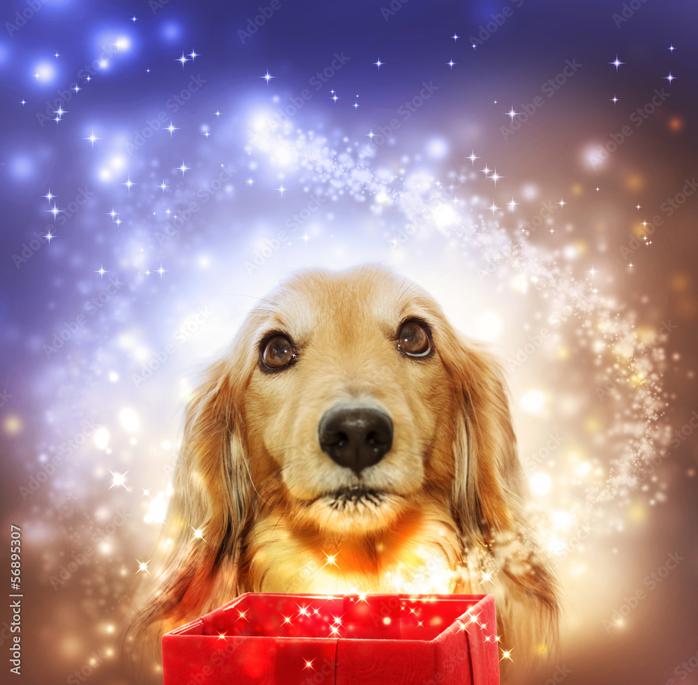 Dachshund opening a magic box