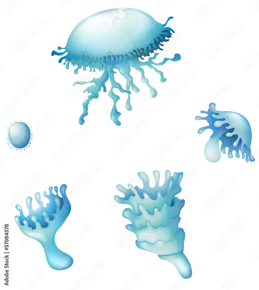 Jellyfish life cycle