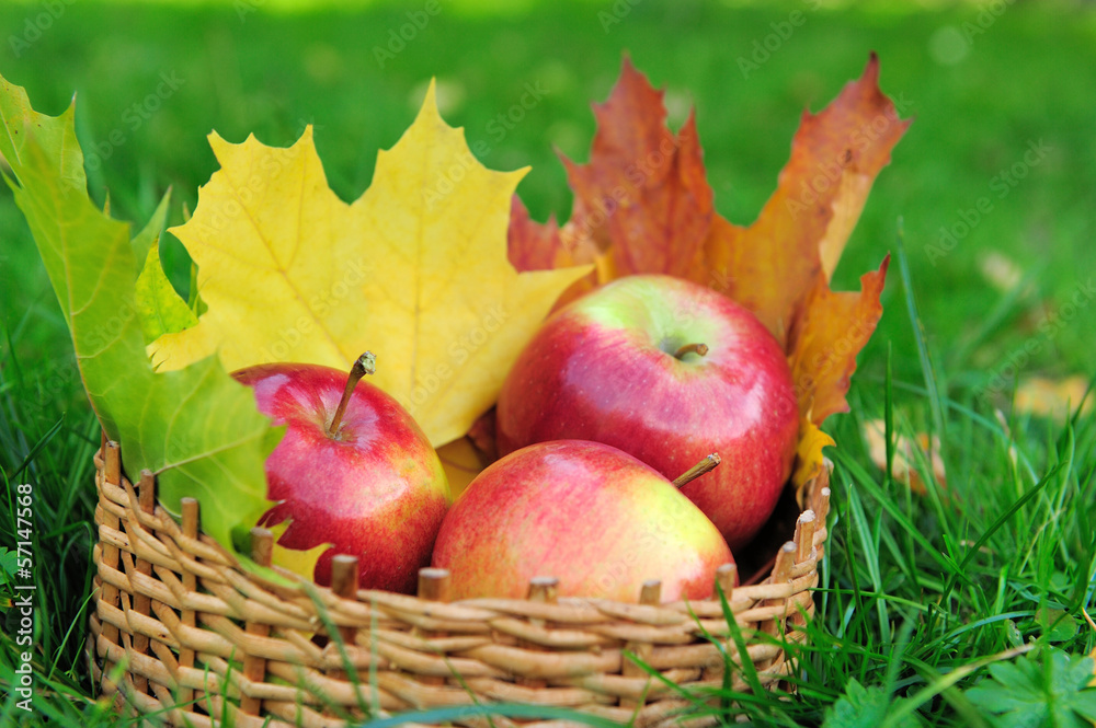 Apples in basket