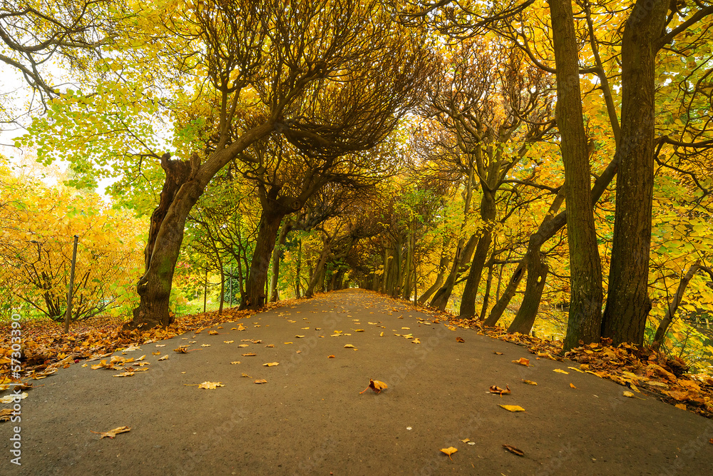 Beautiful alley in the yellow autumnal park