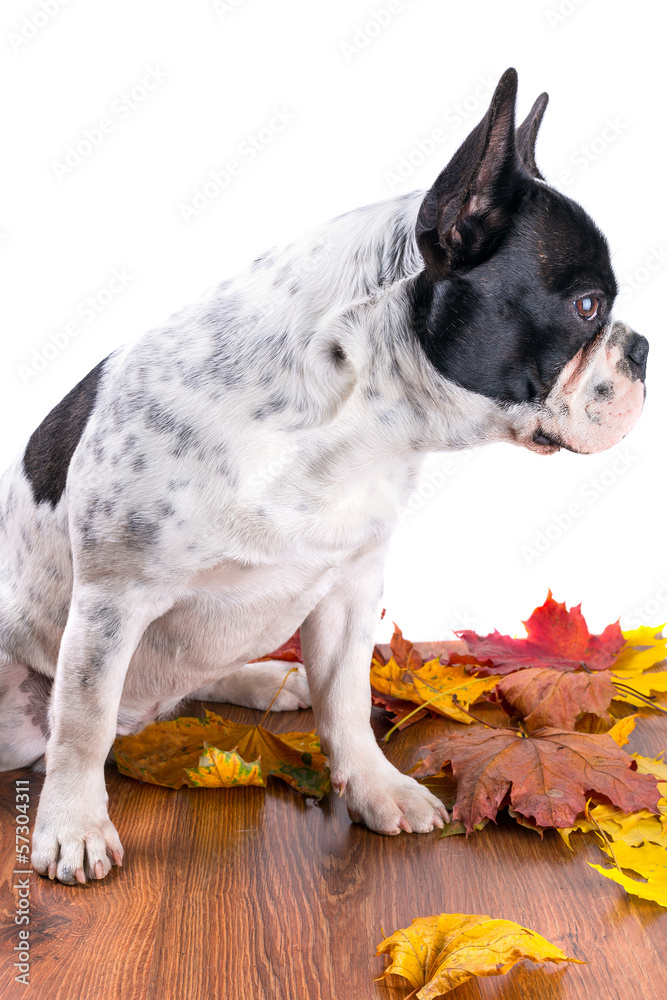 带秋叶的白色背景上的法国斗牛犬肖像