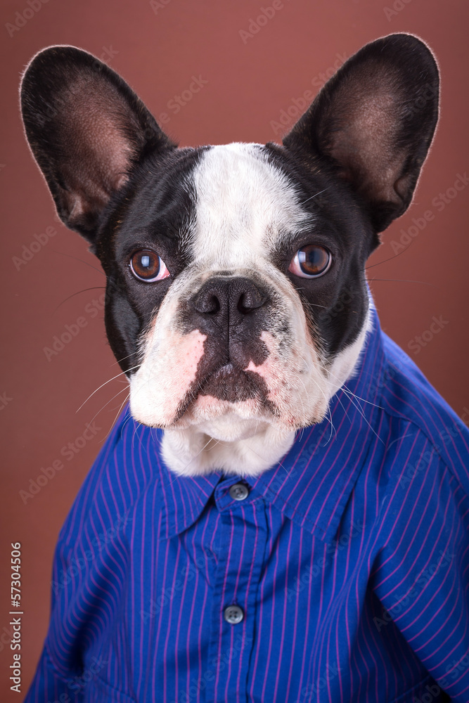 Adorable french bulldog wearing blue shirt on brown background