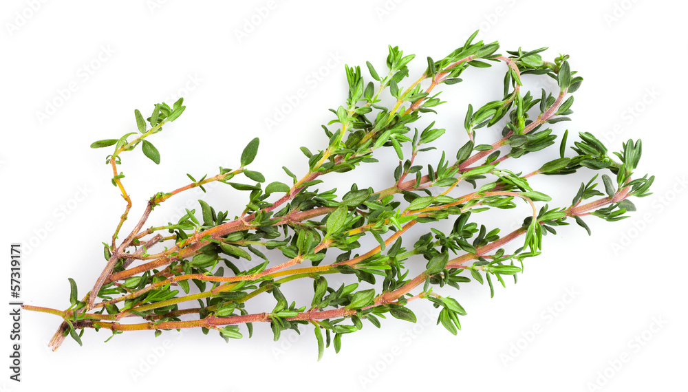 Fresh thyme on white background