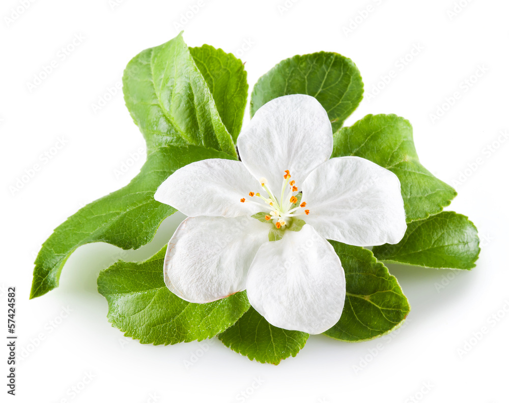 apple blossom isolated on white