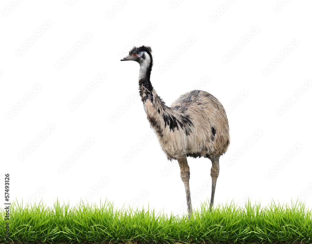 隔离绿草的emu