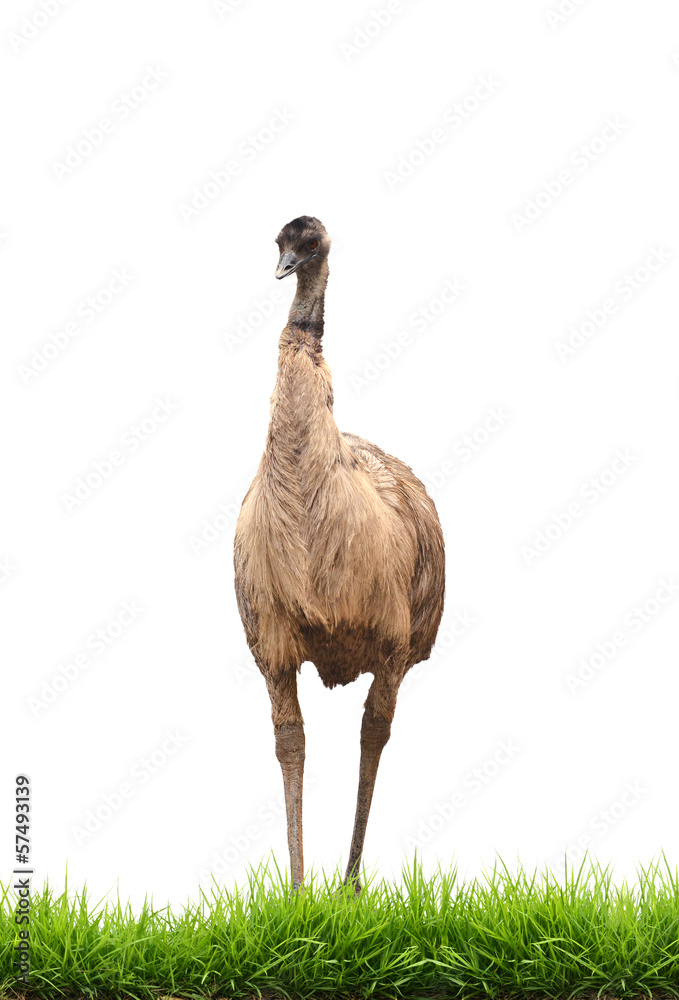 隔离绿草的emu