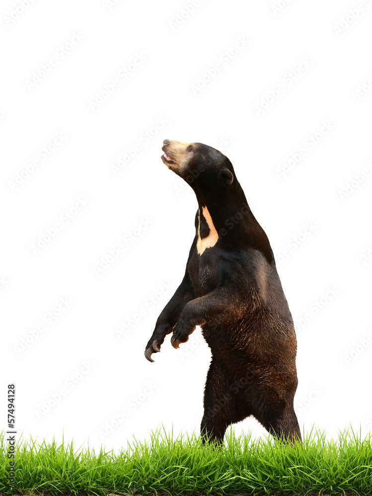 malayan sun bear with green grass isolated