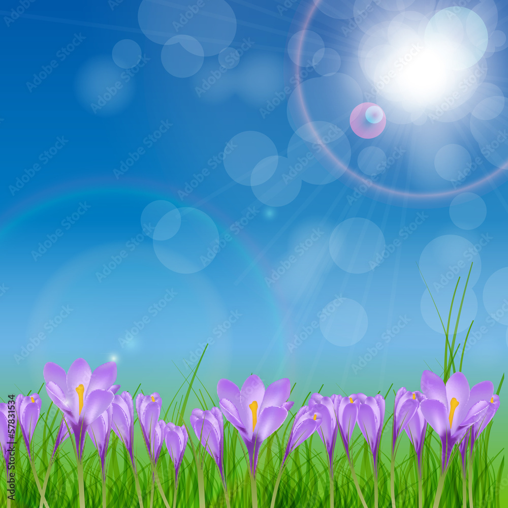 Crocuses nature background. Vector illustration.