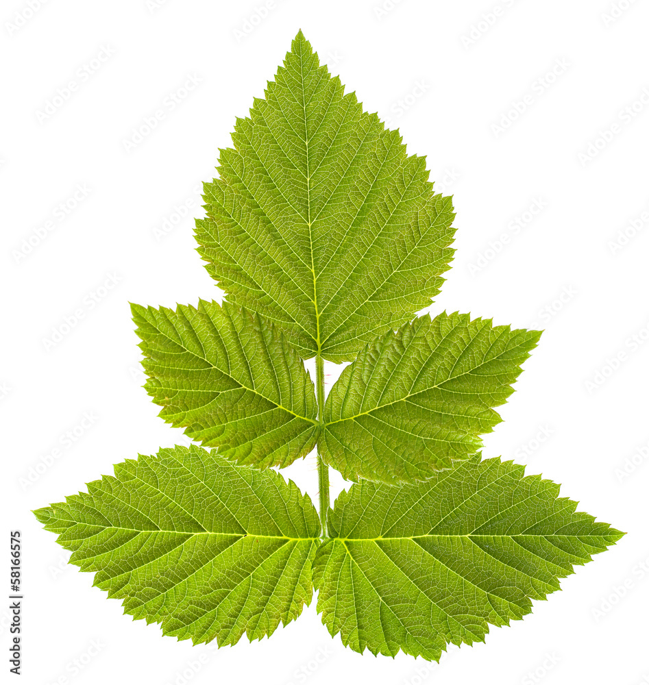 Raspberry fruit leaf