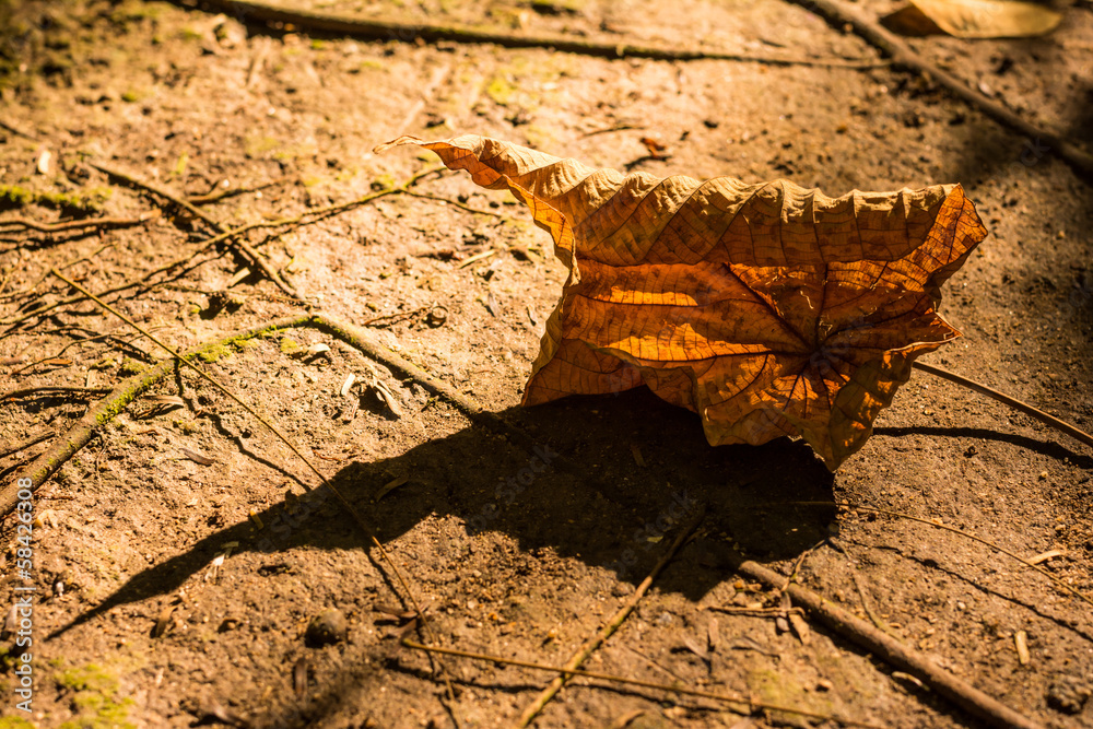 colorful autumn leaves on forest floor