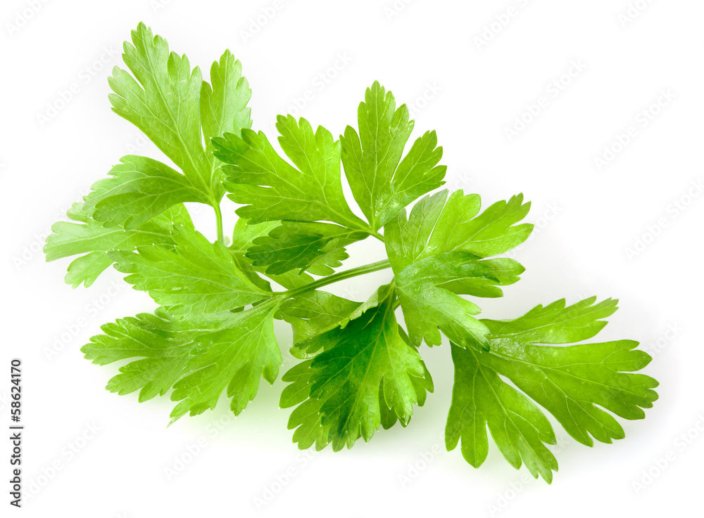 白底隔离的Parsley