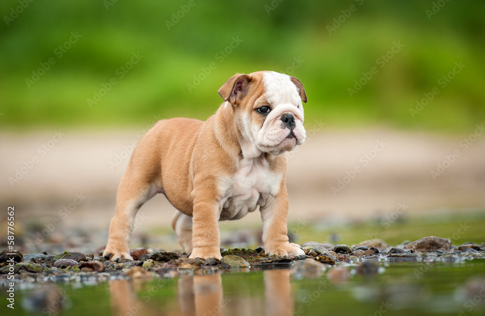 英国斗牛犬小狗