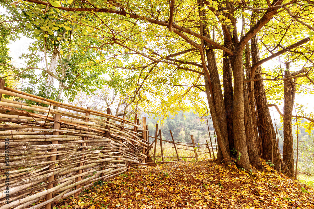 golden leaves at autumn