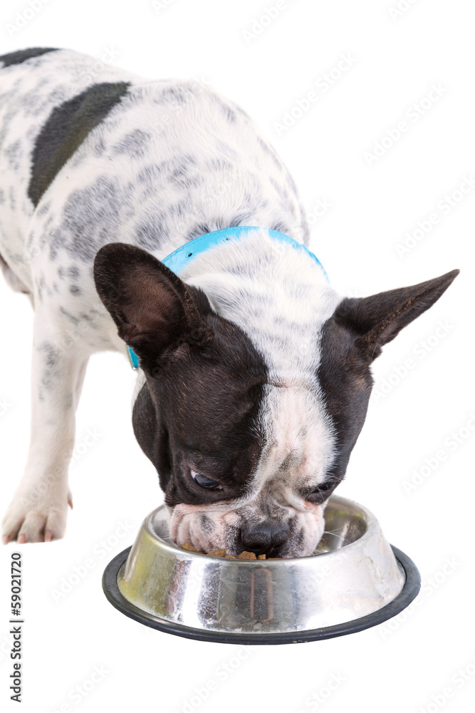 法国斗牛犬从碗里吃狗粮