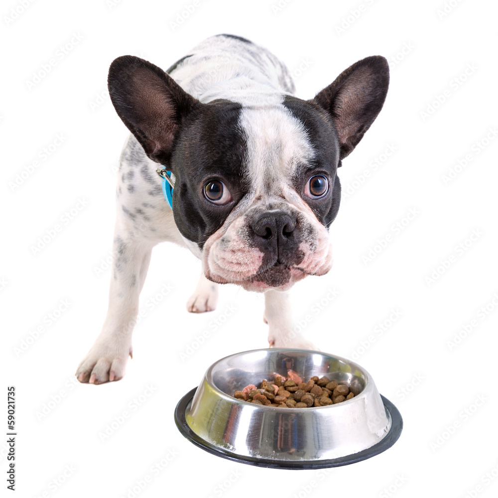 French bulldog eating dog food from his bowl