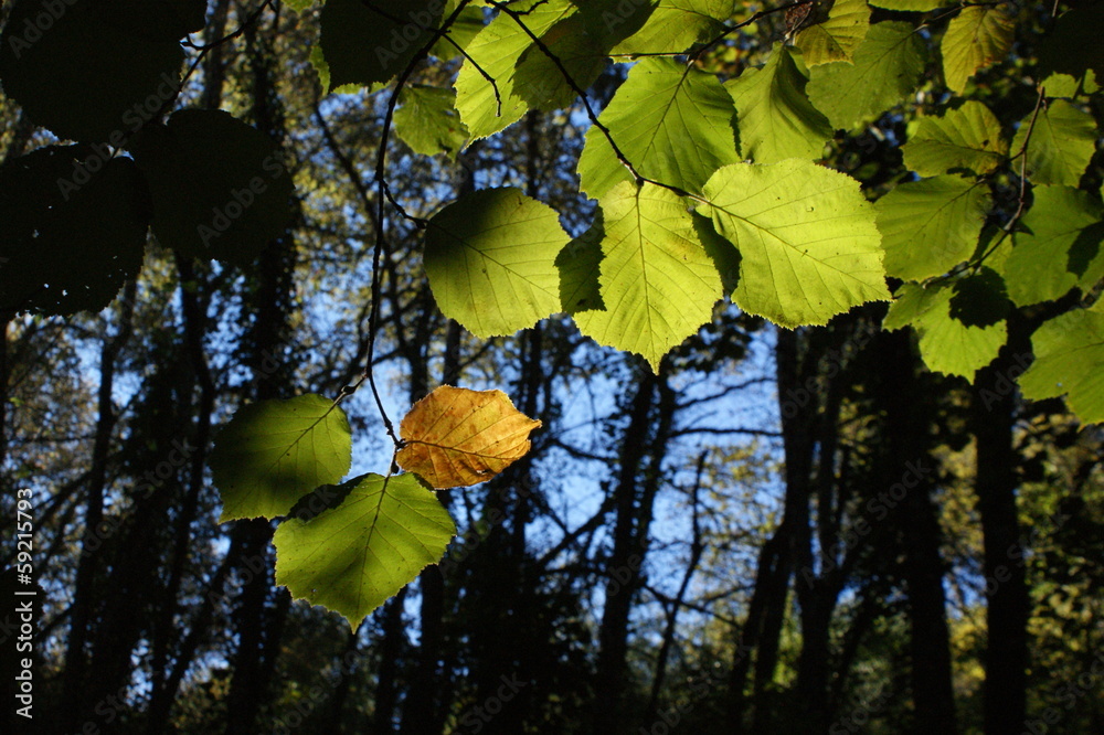 hojas otoño