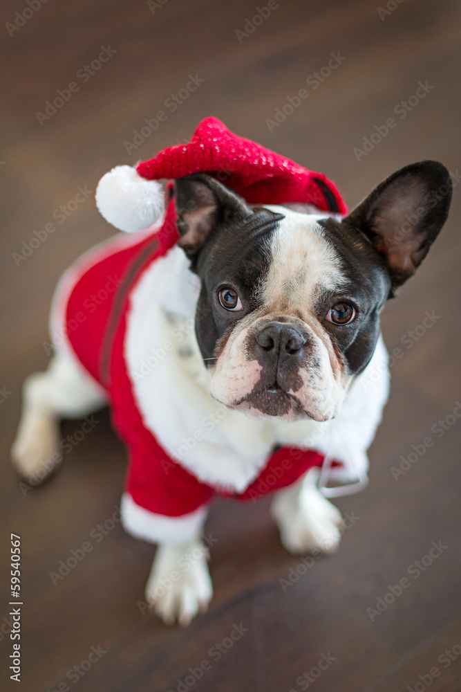 French bulldog dressed up in santa costume for Christmas