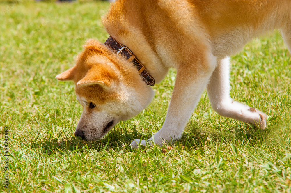 来自日本的Shiba Inu spitz犬种掐死猎物