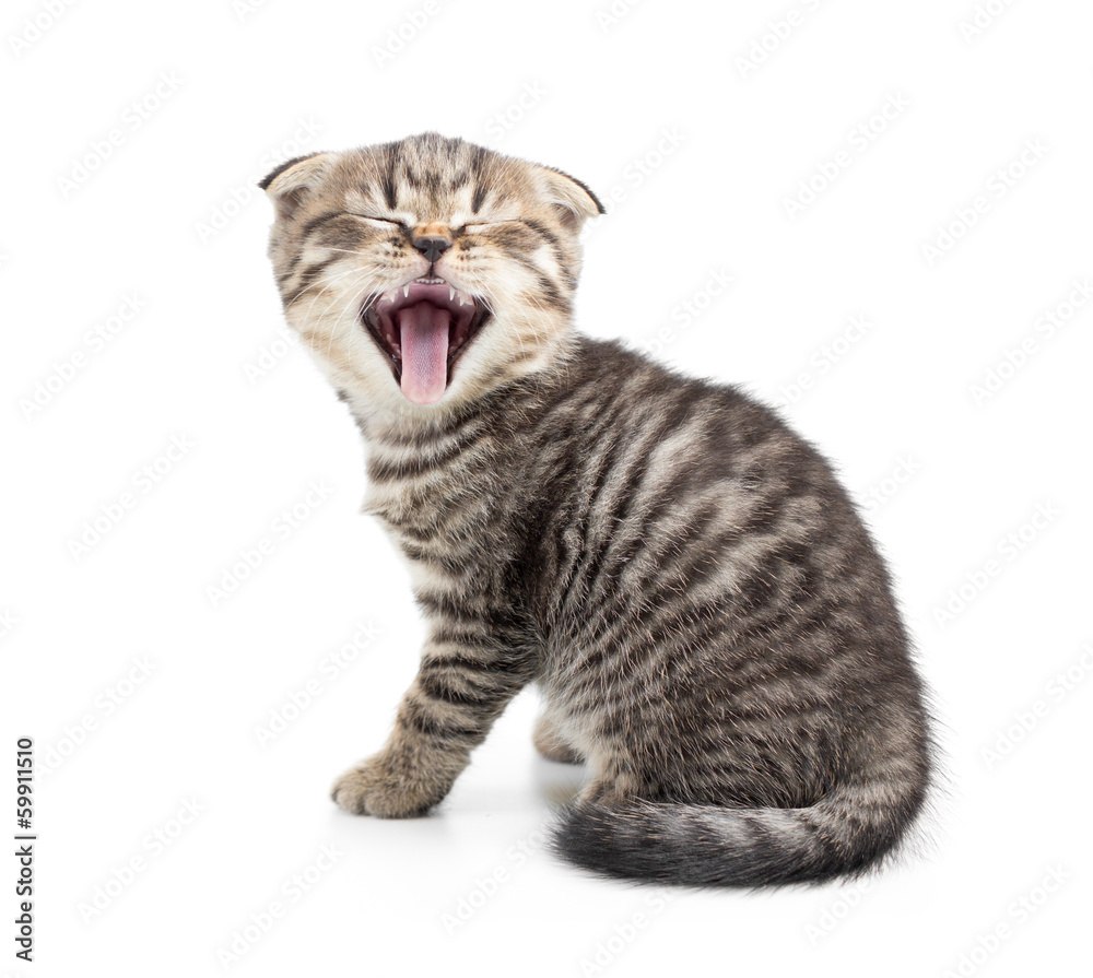 Yawning kitten isolated