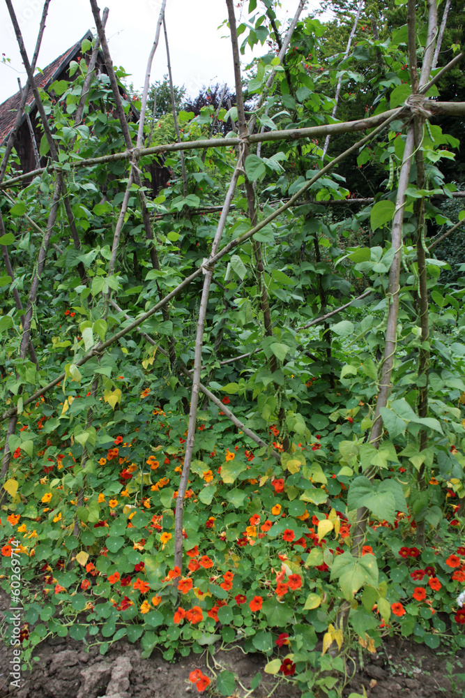 Bauerngarten mit Kapuzinerkresse und Bohnengestell