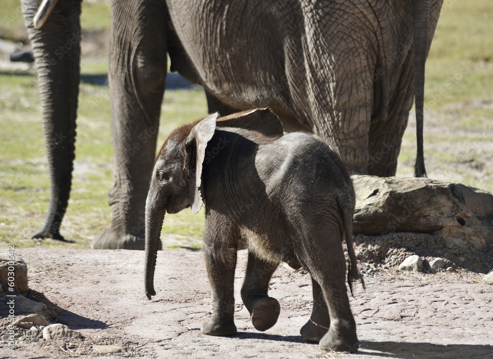 Young African Elephant