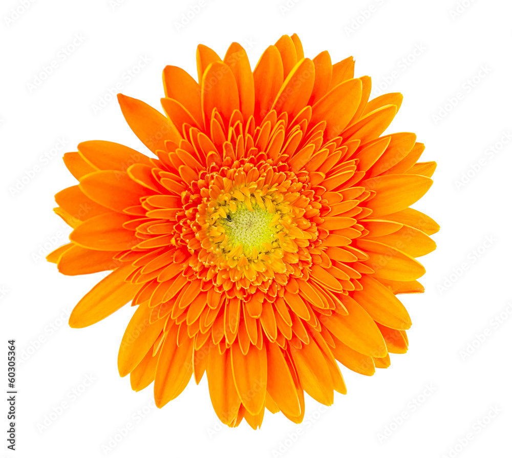 Gerber Daisy isolated on white background