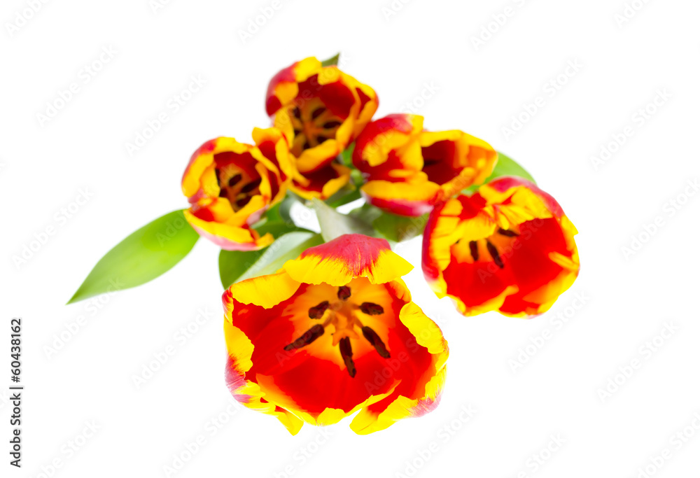 Beautiful tulips on white background