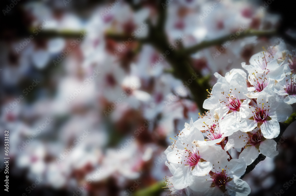 樱花