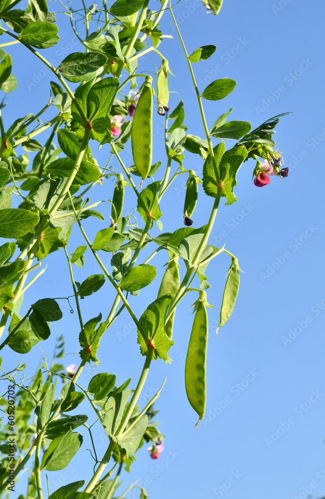 糖豌豆菜园